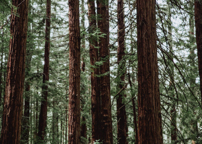 Discover the Magic of Ancient Trees